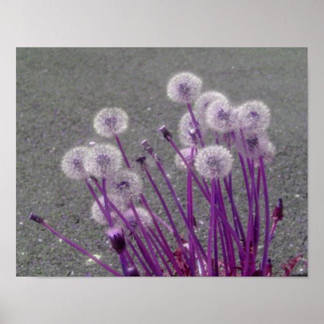 Poster Flowers Purple (Devant)