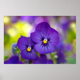 Poster Flowers   Purple Pansies