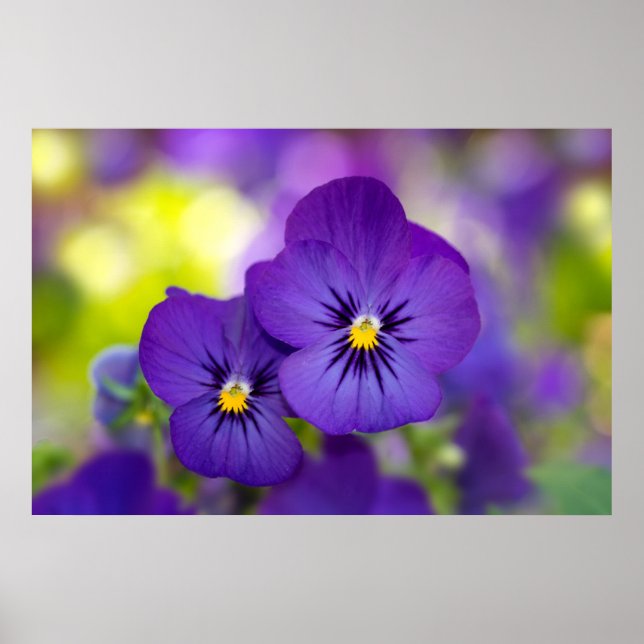 Poster Flowers | Purple Pansies (Devant)
