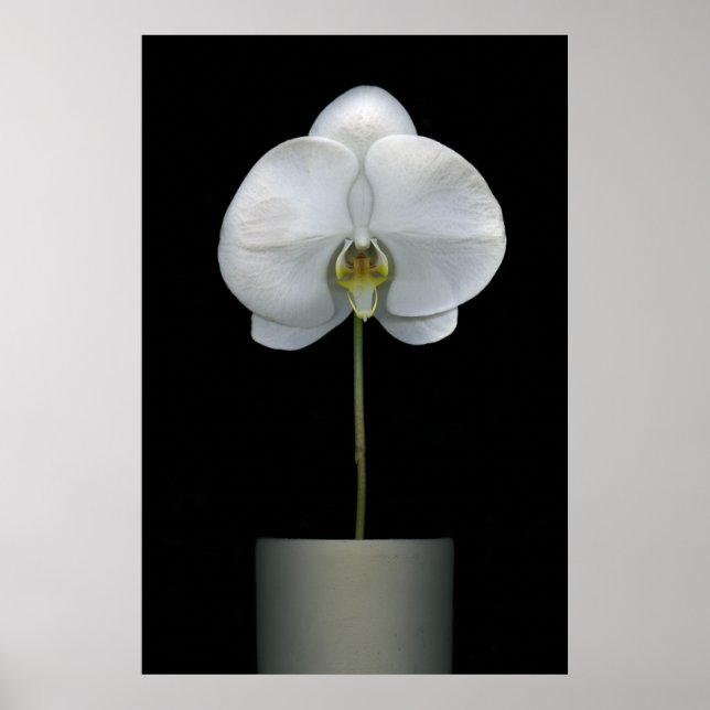 Poster Flowers | White Orchid Flower (Devant)