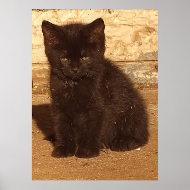 Poster Fluffy Black Kitten (Devant)