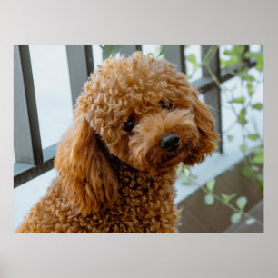 Poster Fluffy Brown Poodle Chien chiot