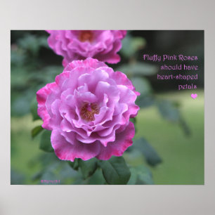 Poster Fluffy Pink Roses Poster: ROSE & PROSE 20x16