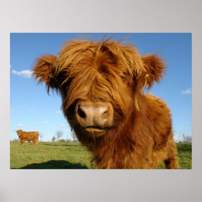 Poster Fluffy Scottish Highland Cow (Devant)