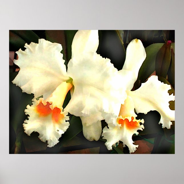 Poster Fluffy White Chat...tleyas (Devant)