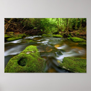Poster Flux forestier de pluie verdoyante