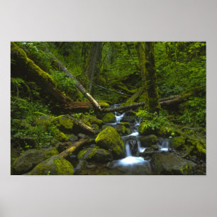Poster Flux humide tempéré de la rivière Columbia