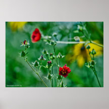 Fly-By dans le jardin