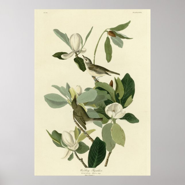 Poster Flycatcher (Devant)