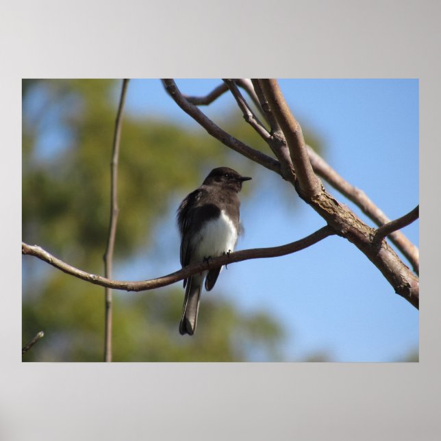 Poster - Flycatcher (Devant)