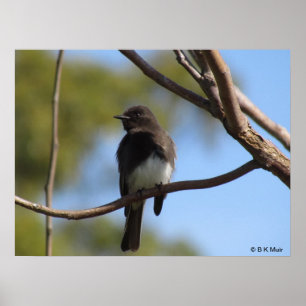 Poster - Flycatcher profile