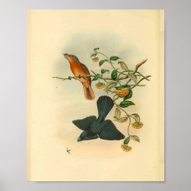 Poster Flycatcher rouge vierge Vintage Imprimer (Devant)