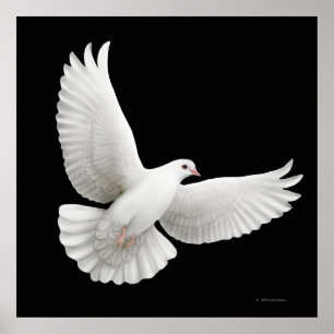 Poster Flying White Dove Print