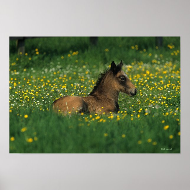 Poster Foal allongé dans les fleurs (Devant)