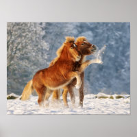 Foal de cheval islandais jouant dans la neige amus