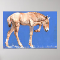 Foal de Przewalski 2012