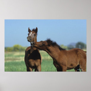 Poster Foals Jouer 2