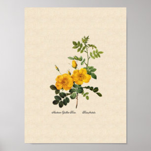 Poster Foetida de Rosa