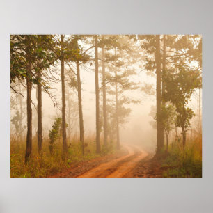 Poster Fog in pine forestforest,beautiful,black,dark,dawn