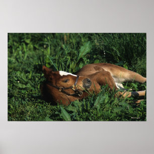 Poster Foie Thoroughbred allongé