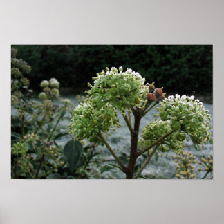 Poster Foliage gelé