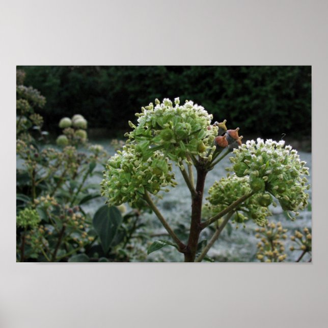 Poster Foliage gelé (Devant)