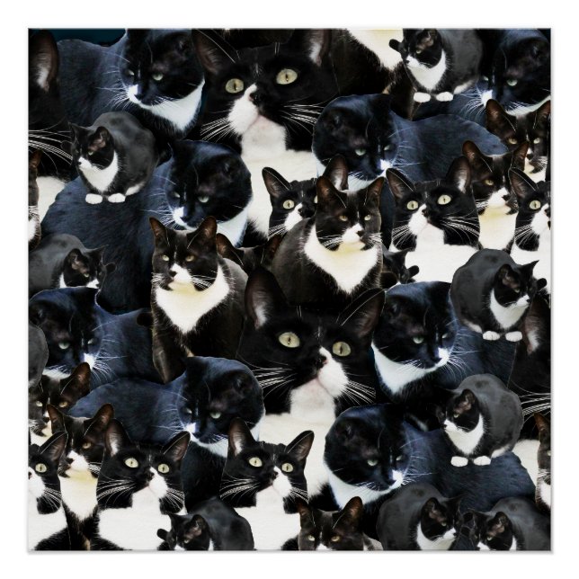 Poster Folie de chats de Tuxedo (Devant)