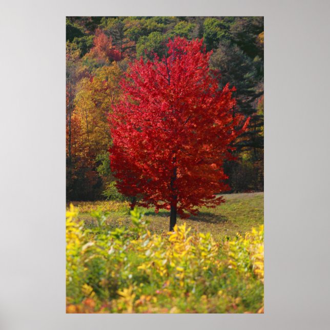 Poster Folithe d'automne (Devant)
