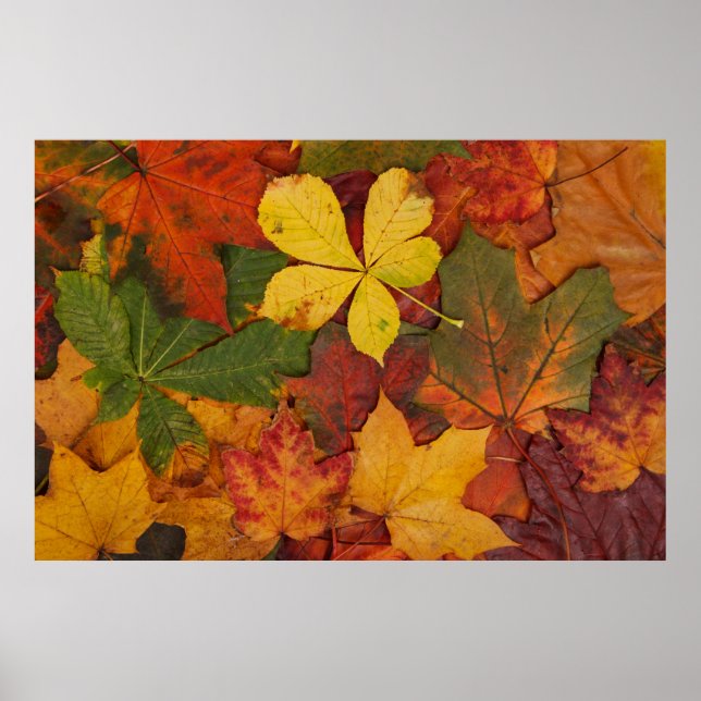 Poster Folithe d'automne (Devant)