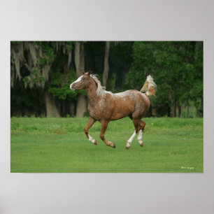 Poster Fonctionnement de cheval d'Appaloosa
