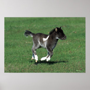 Poster Fonctionnement miniature de poulain