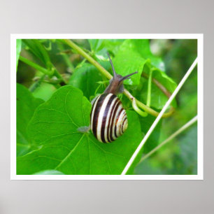 Poster Fond d'escargot sur une feuille