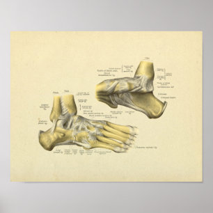 Poster Foot Ankle Anatomy Bones Print