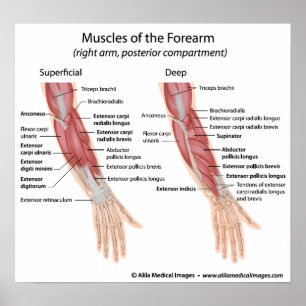 Poster Forearm muscles dorsal compartment