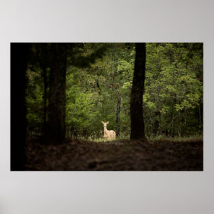 Poster Forest   A White Tailed Deer in the Woods