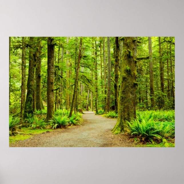 Poster Forest | Parc national olympic (Devant)