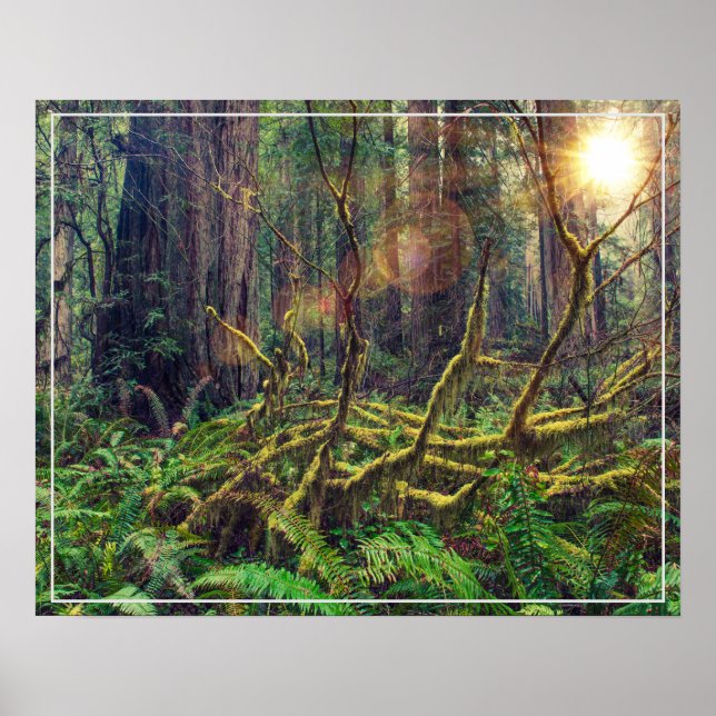 Poster-Forest Poster (Vorne)