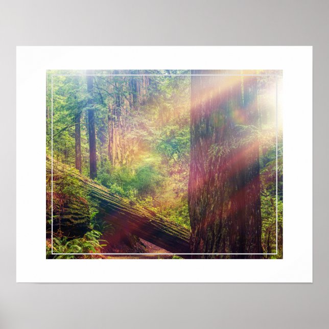 Poster-Forest Poster (Vorne)