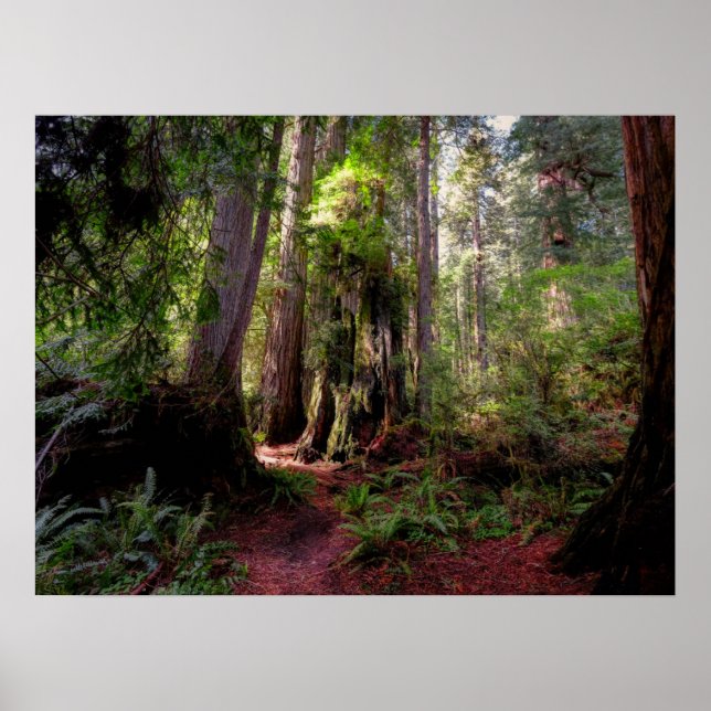 Poster Forest | Séquwood Forest California (Devant)