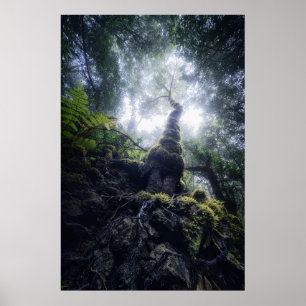 Poster Forêt Anaga Parc rural Îles Canaries
