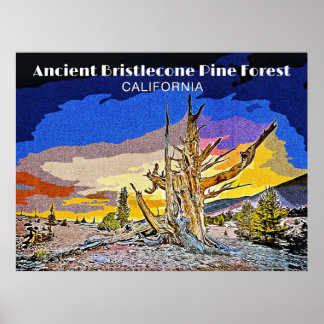 Poster Forêt ancienne de pins à Bristlecone, Californie