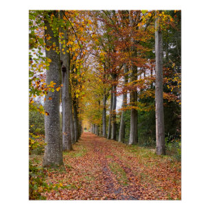 Poster Forêt belge en automne voyage
