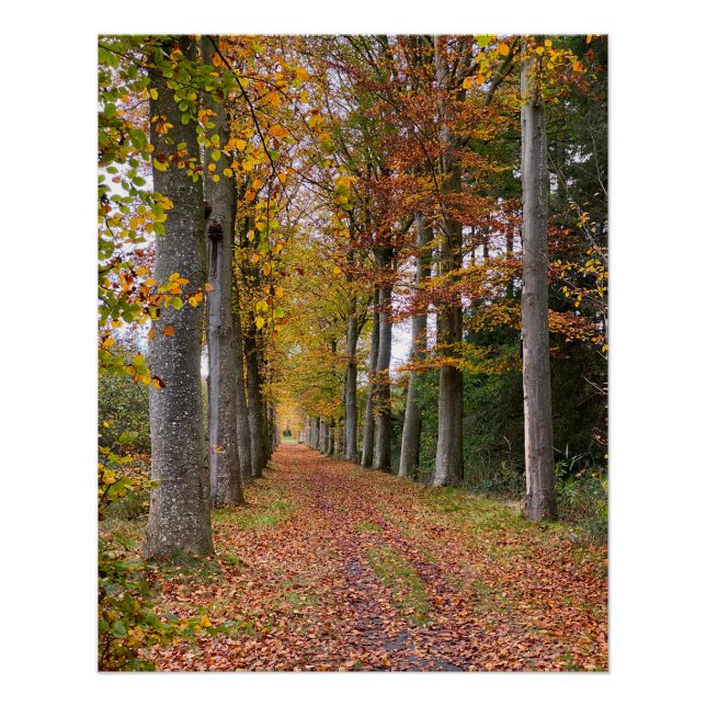 Poster Forêt belge en automne voyage (Devant)