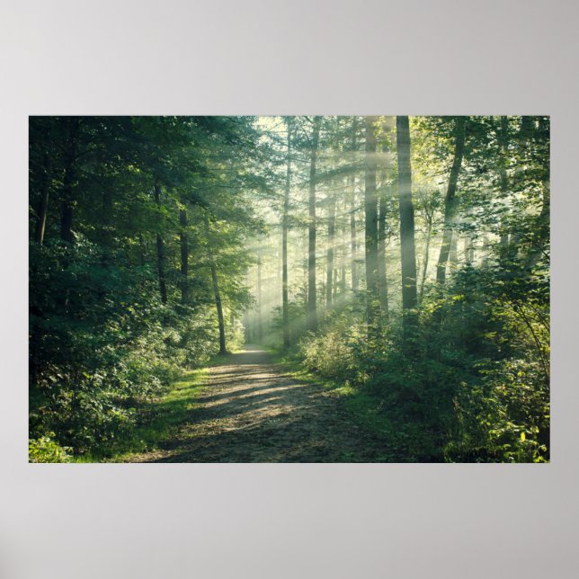 Poster Forêt | Chemin forestier Hambourg Allemagne (Devant)