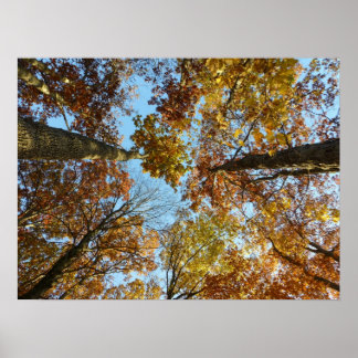 Poster Forêt couleur automne