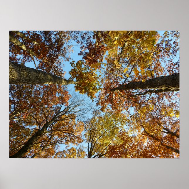 Poster Forêt couleur automne (Devant)