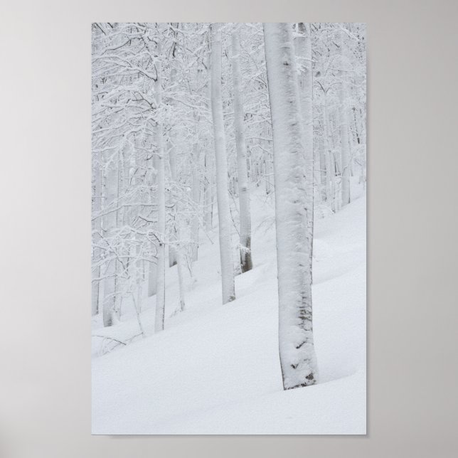 Poster Forêt couverte neige hiver merveilleuse (Devant)
