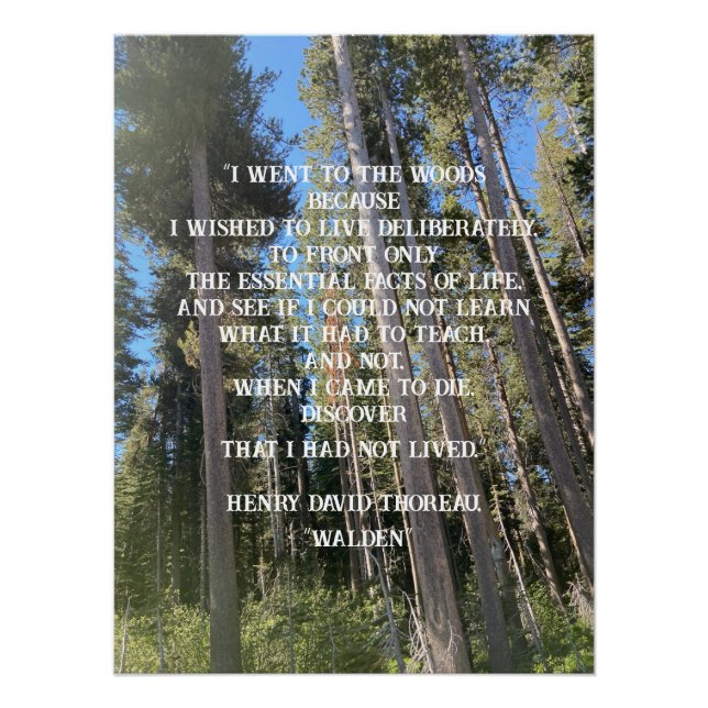 Poster Forêt d'arbres Thoreau (Devant)