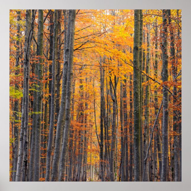 Poster Forêt d'automne d'or étonnante (Devant)