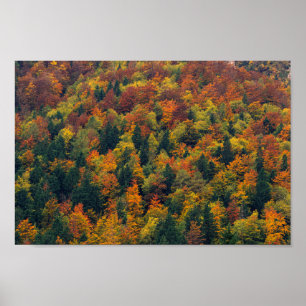 Poster Forêt d'automne étonnante